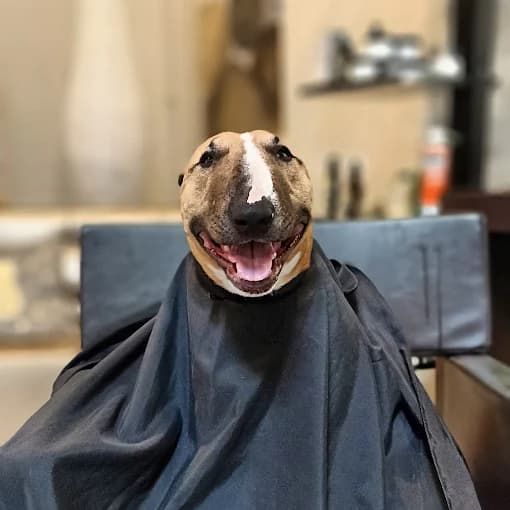 Il cliente più tranquillo del negozio